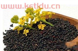 菜子近期期货价格走势(菜籽期货最新价格行情)