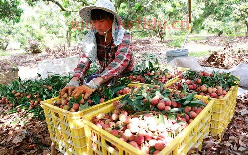 荔枝期货价格行情走势(荔枝最新价格行情)
