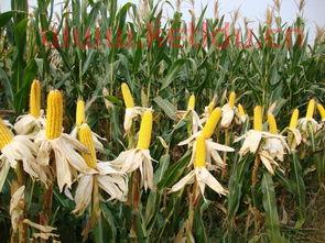 玉米大豆期货怎么买（玉米大豆期货怎么买的）