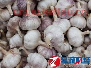 大蒜期货怎样看价格的(大蒜期货行情在哪能看)