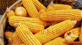 现在玉米的期货价格行情(玉米期货市场价格)