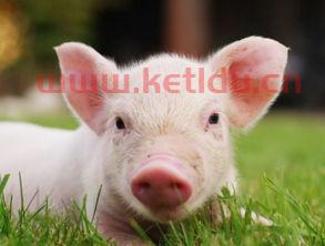 生猪期货是指活猪的价格吗(生猪期货是利好吗)