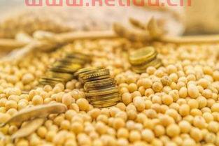 内蒙古大豆期货的最新价格(内蒙古大豆现在的价格)