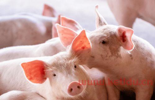 山东猪的期货市场价格多少(山东猪的期货市场价格多少一斤)