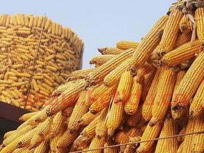 龙岩玉米期货价格走势(玉米期货价格行情)