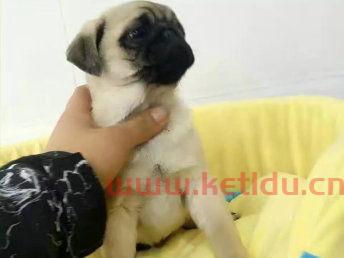 巴哥犬的价格分类图片,八哥犬一般多少元