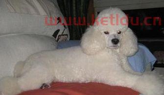 贵宾犬的分类图片及价格〖狗的品种及图片〗