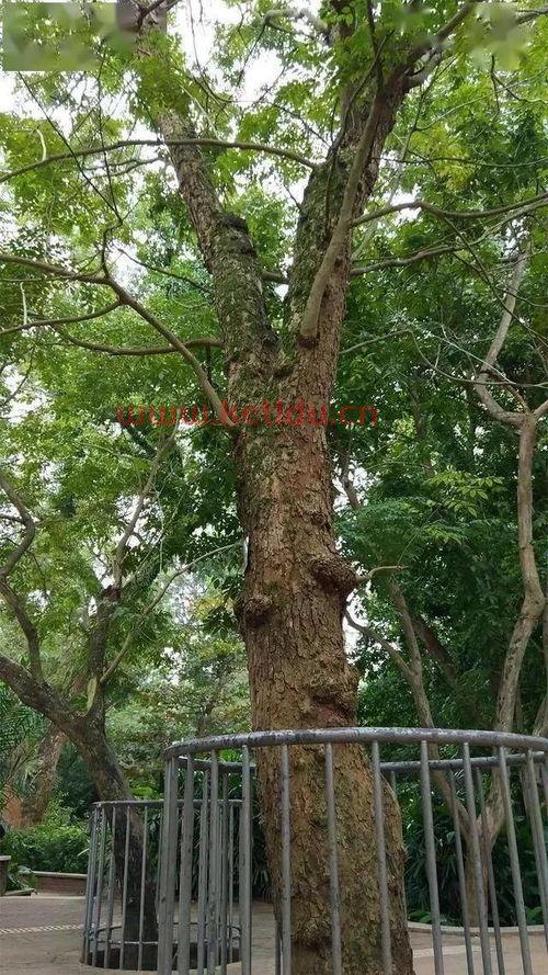 海南省的黄花梨树价格〖黄花梨树值多少钱 〗